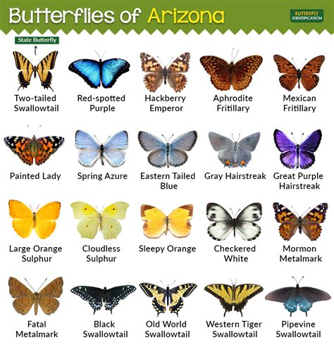 butterfly list a-z.